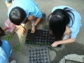 落葉堆肥蔬菜栽種-