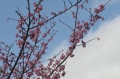 2012陽明山花季--初春之櫻-2012陽明山花季