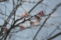 2012陽明山花季--初春之櫻-2012陽明山花季