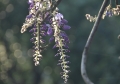 ２０１３－春楓得意-紫藤花開