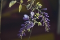 ２０１３－春楓得意-紫藤花開