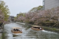 京阪奈輕鬆5日自由行１-平安神宮前－賞櫻船